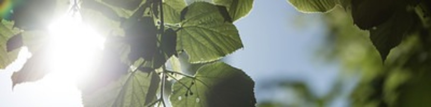 Sun spilling through leaves